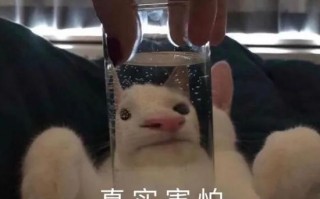 脸肿沙雕文案，脸肿的文案