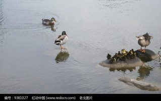 野鸭恶搞视频全集，野鸭恶搞视频全集在线观看