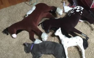 找猎物恶搞视频，找猎物恶搞视频大全